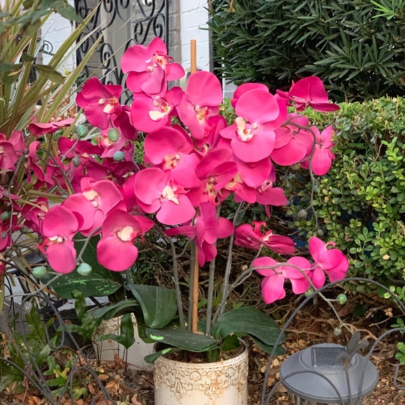 Meet your Posher, Nydia - Picture 1 of 1